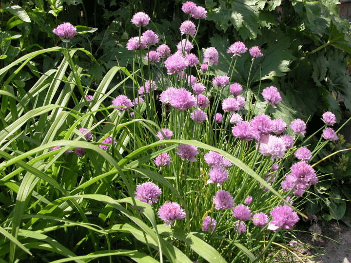 Allium schoenoprasum